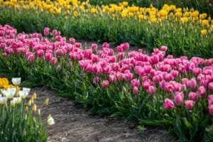 Vibrant rows of pink, yellow, and white tulips blooming in a rural field in Hancock, NH.